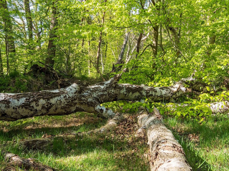 Birkenwald bei Westerstede