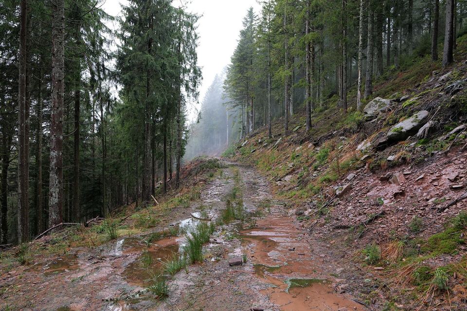 Waldweg im Schwarzwald bei Baiersbronn