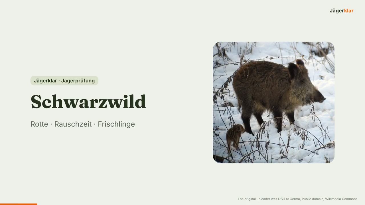 Standbild aus der Lektion Schwarzwild