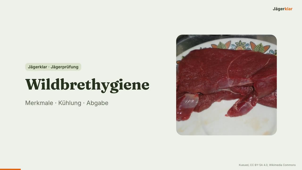 Standbild aus der Lektion Wildbrethygiene